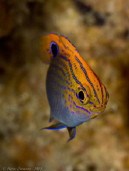 A lovely damselfish in Puerto Galera by Pietro Cremone 